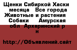 Щенки Сибиркой Хаски 2 месяца - Все города Животные и растения » Собаки   . Амурская обл.,Архаринский р-н